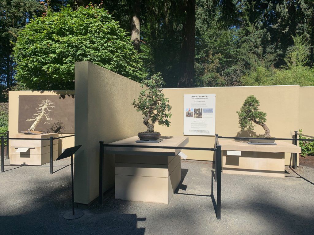 Exhibit in Federal Way Showcases the History of Bonsai Artists
